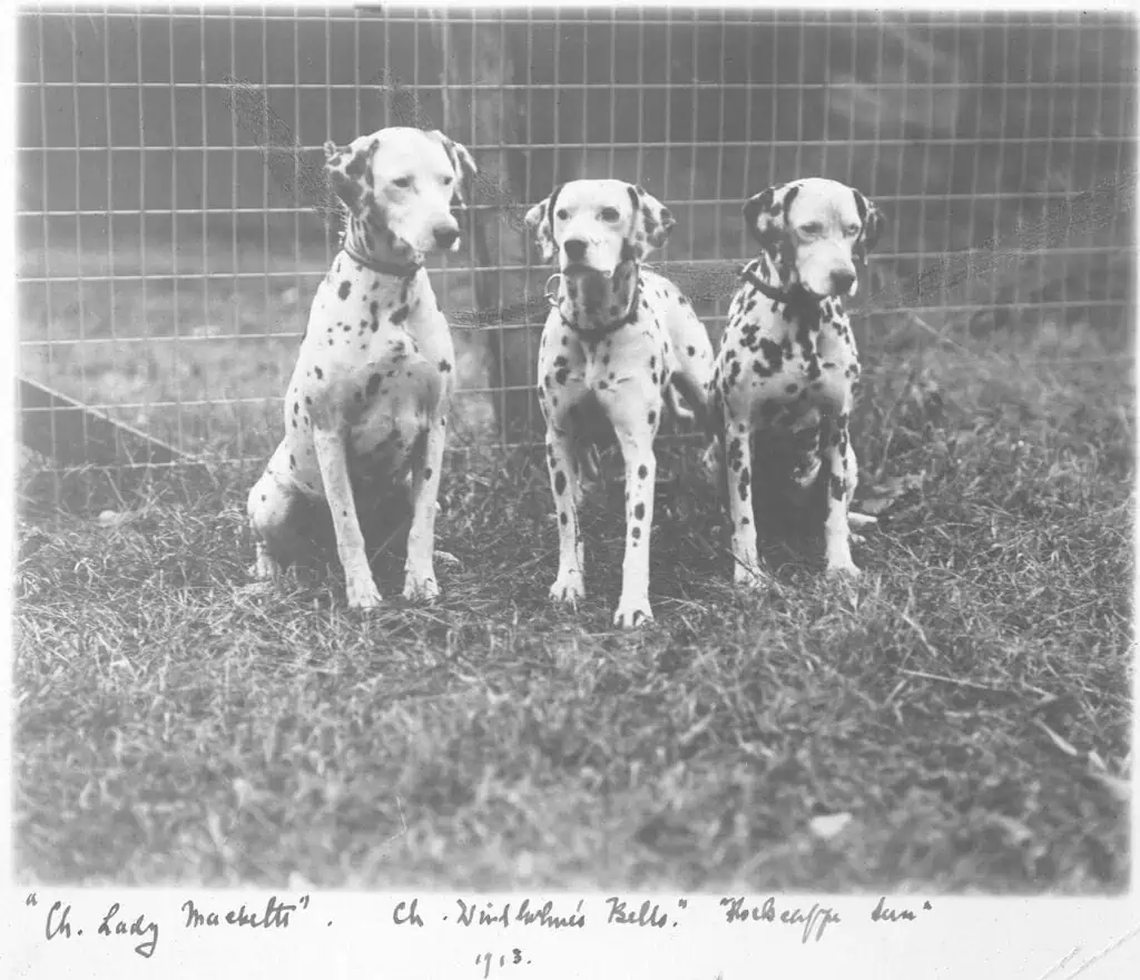 Three Dalmatians sit side by side in front of a wire fence. Handwritten names and the year 1913 are visible at the bottom of the image.