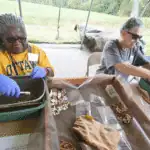 Expeditioners washing artifacts in the field at the Home Farm.