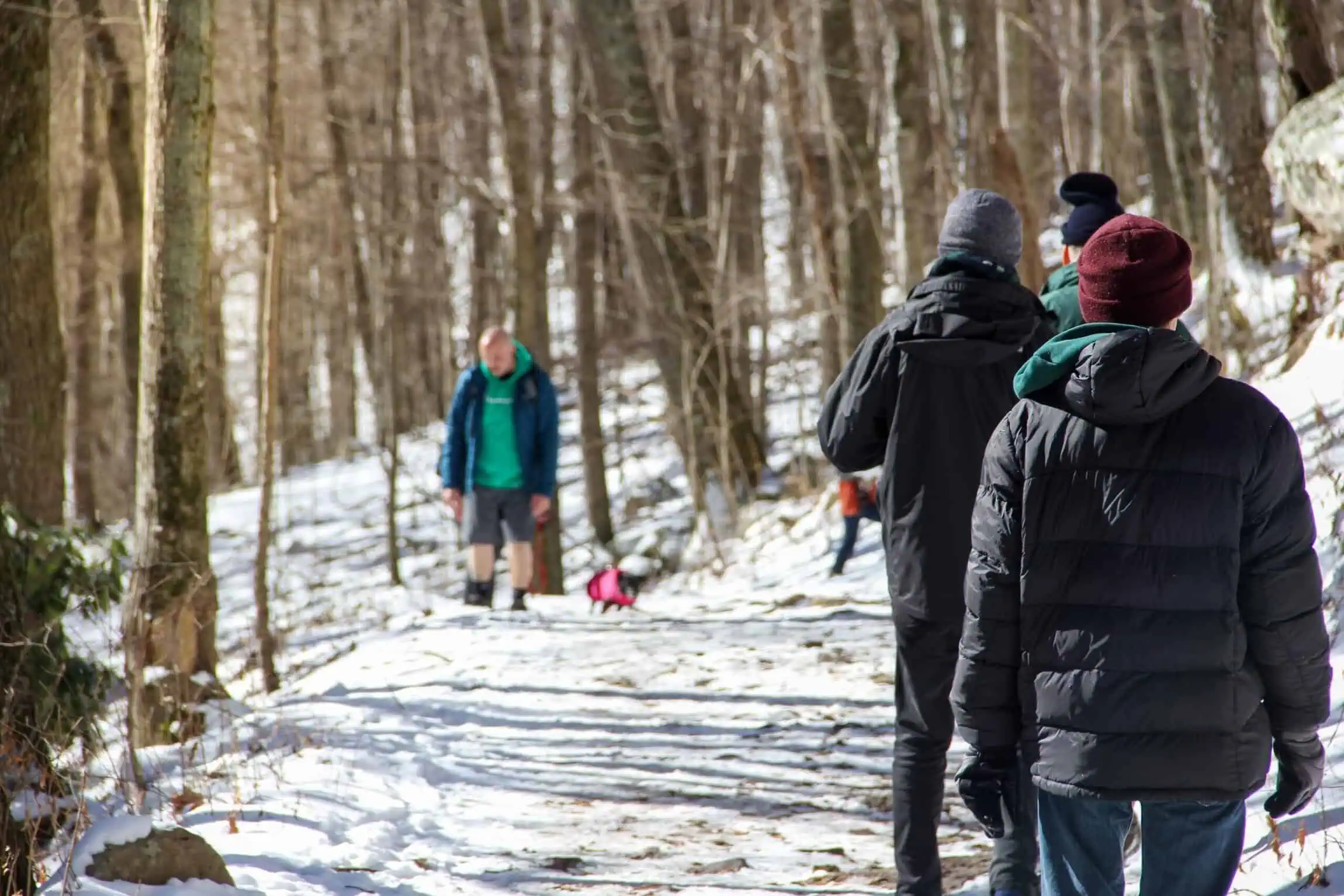 People walking on a snow-covered path in a forest. Some are dressed in winter clothing. Winter hike in Shenandoah National Park Concept