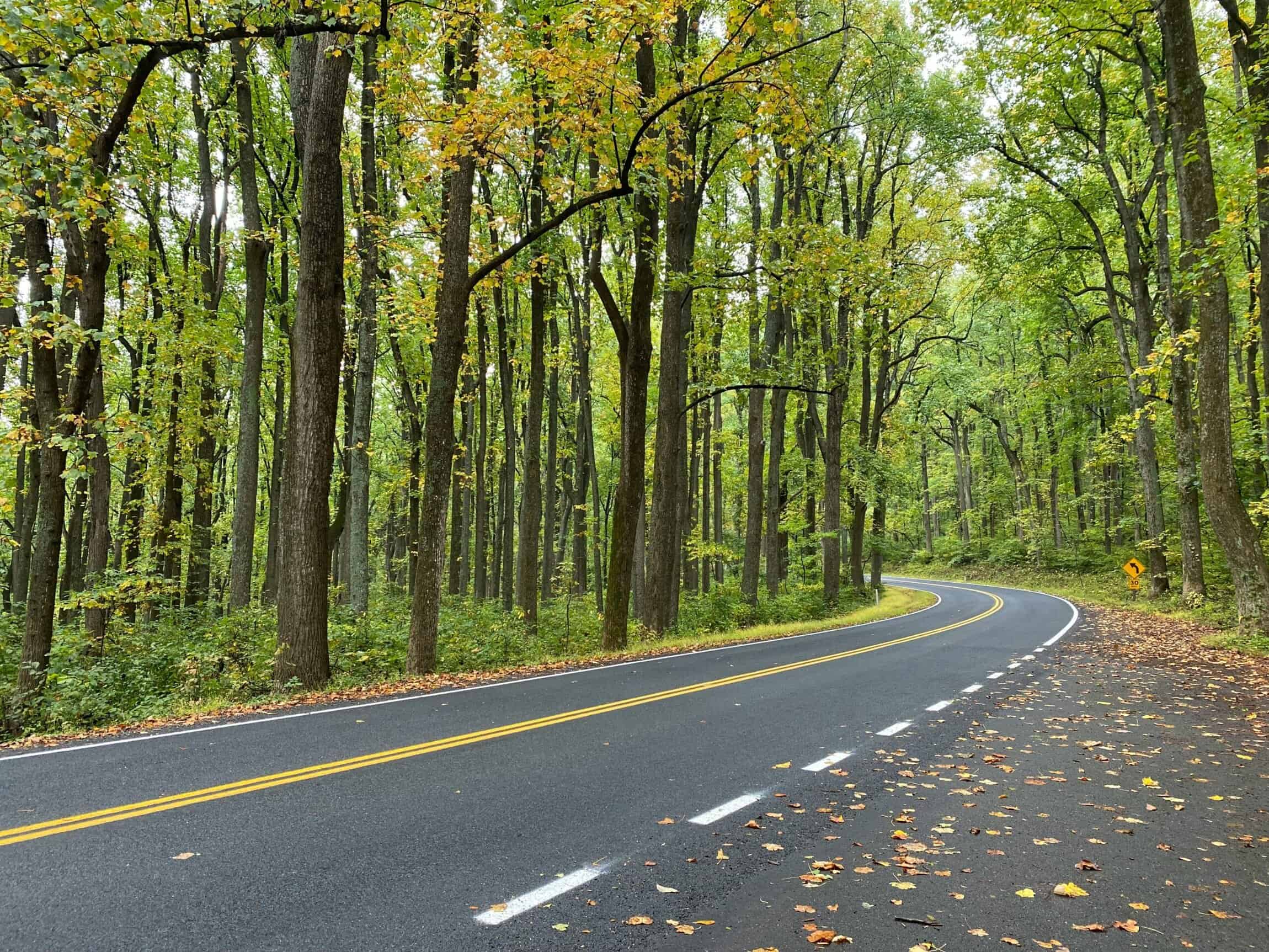 A winding road curves through a lush, green forest with tall trees and scattered fallen leaves on the ground.