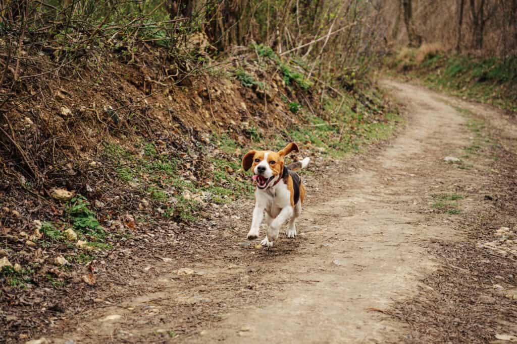 A beagle dog runs along a dirt path in a wooded area, with its ears flapping and mouth open.