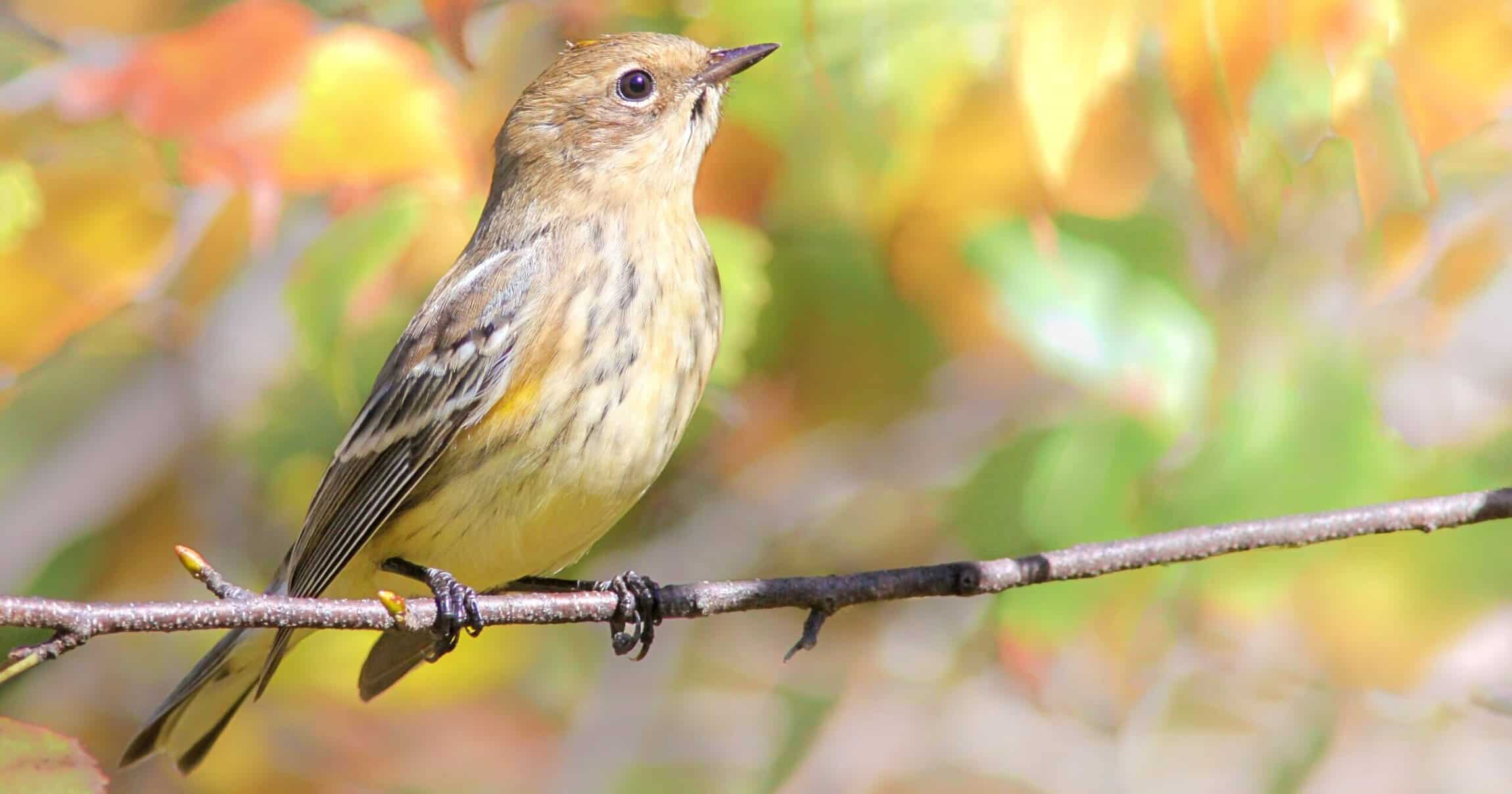 A small brown and yellow bird perched on a branch, surrounded by blurred autumn-colored leaves.