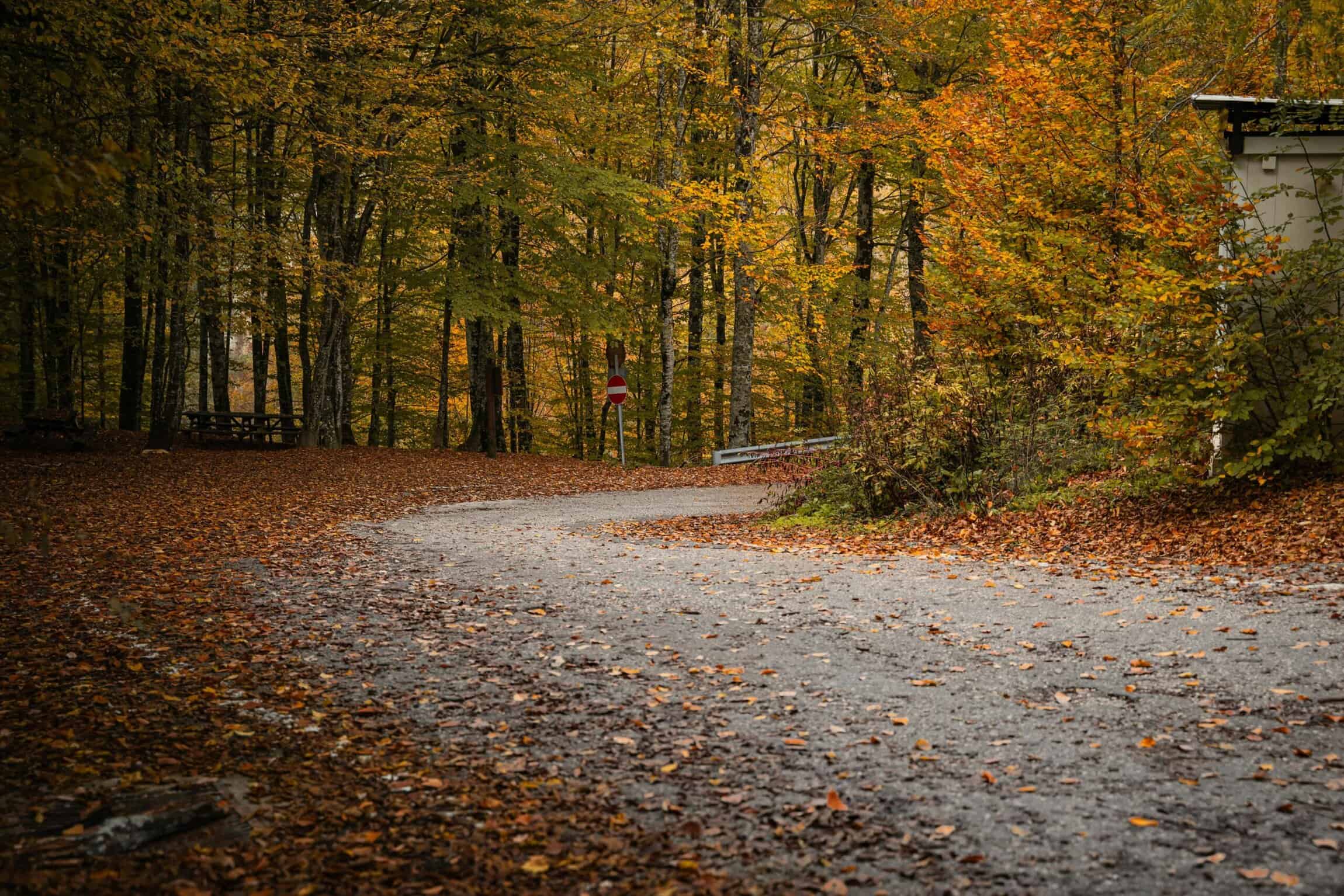A quiet forest path covered in autumn leaves, offering an easy walking route through colorful fall trees near Montpelier.